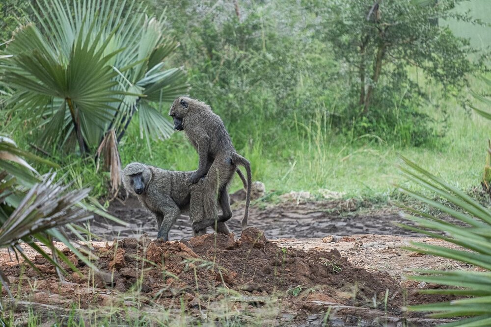 Olive Baboons mating in Uganda @Amina Mohamed Photography